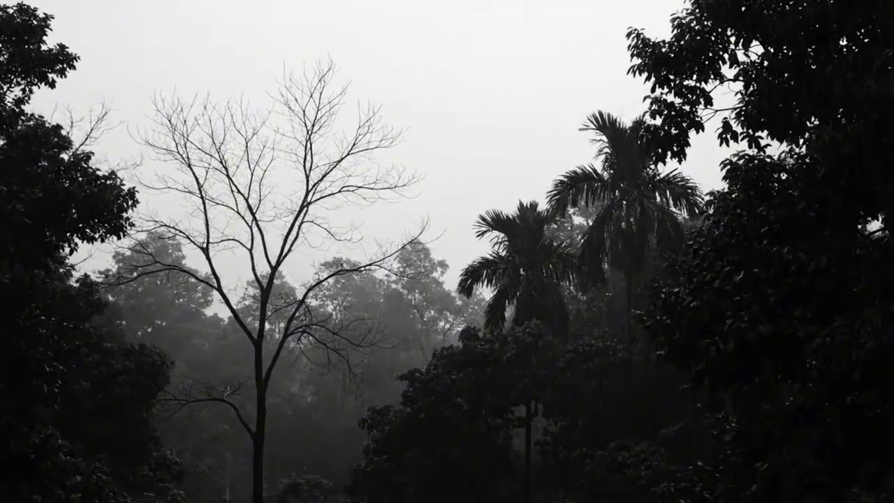 Relaxing Rain and Thunderstorm in the Dark Forest for Meditation and Sleep