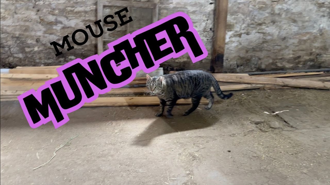Meowser Mouser