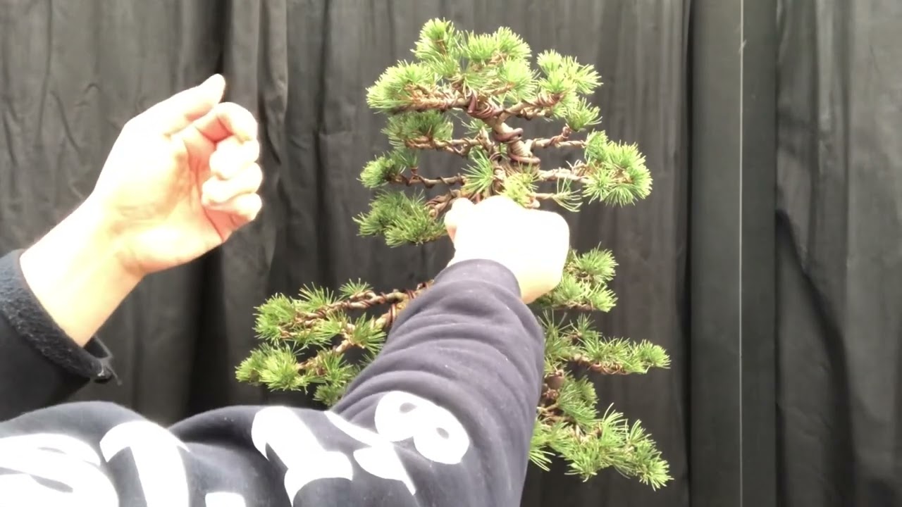 Bonsai branch placement - how and where to place branches on a bonsai - cedar bonsai