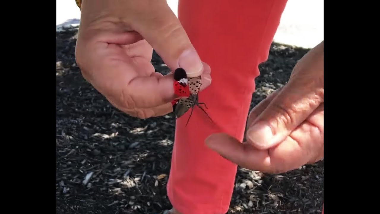 Penn State Lehigh Valley turning invasive pest into art