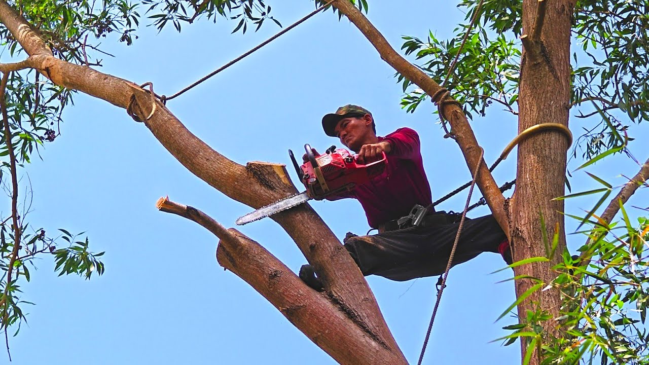 Cưa cây Tràm Bông Vàng To Siêu Cao gần nhà khó hạ. Cưa cây kỹ thuật 