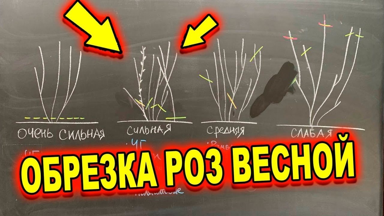 ВЕСЕННЯ ОБРЕЗКА ПО ТИПУ РОЗЫ. КАК ПРАВИЛЬНО?