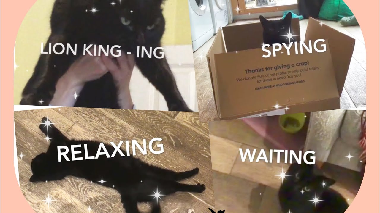 Different Moods Of A Cute Cat! | CrazyTime