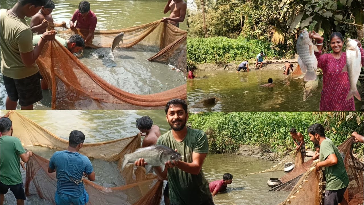 পুকুরে টানা জাল দিয়ে মাছ ধরে বিক্রি করে লাইলোনটিকা মাছ রান্না করে খাওয়া। Pond fishing & cooking।