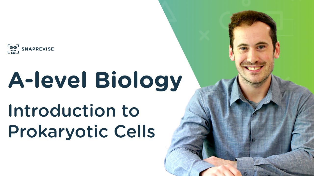 Introduction to Prokaryotic Cells | A-level Biology | OCR, AQA, Edexcel