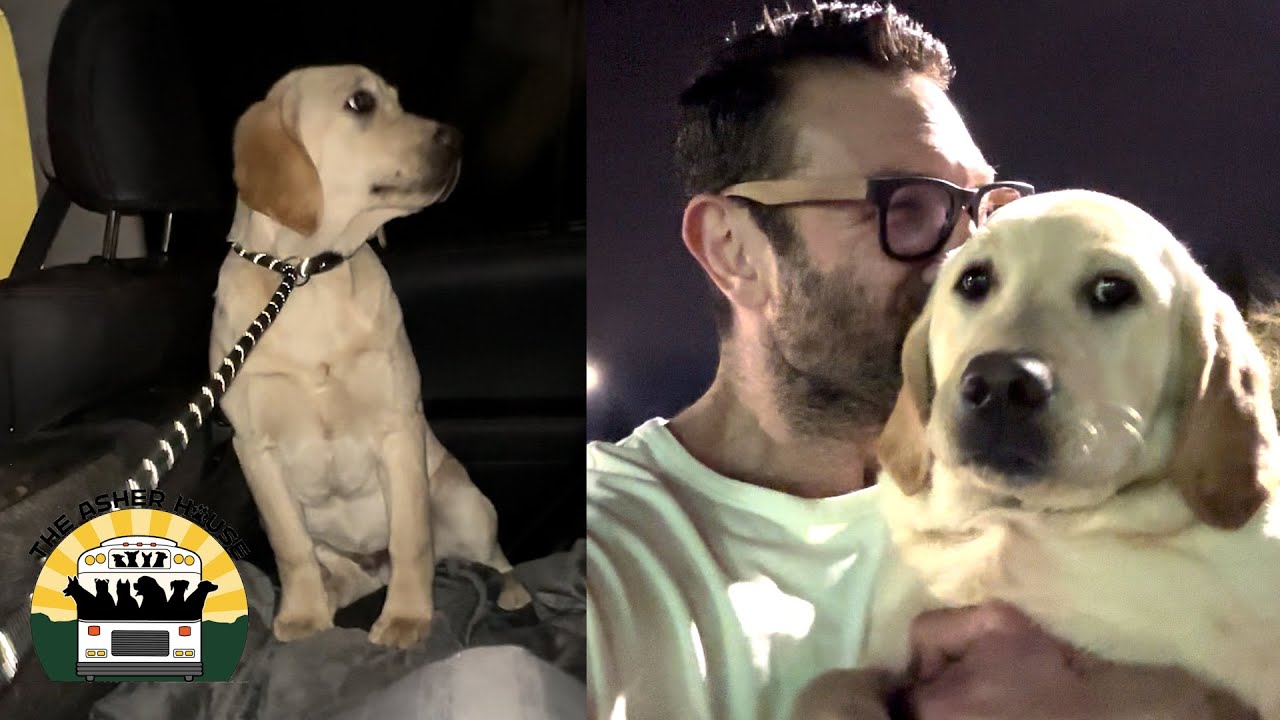 I'm honestly not sure what happened to this dog before I met him | The Asher House