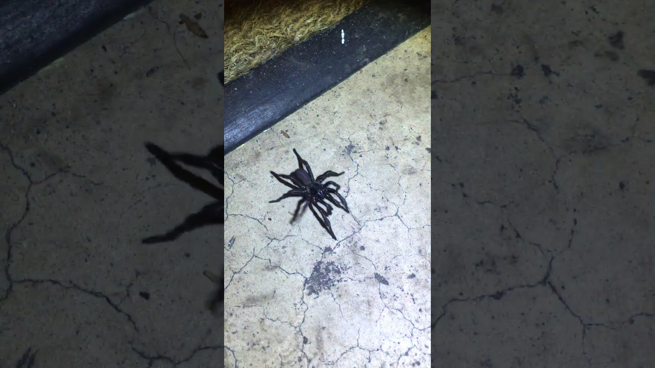 South Texas Trapdoor Spider  (mygalomorph) and Rascal