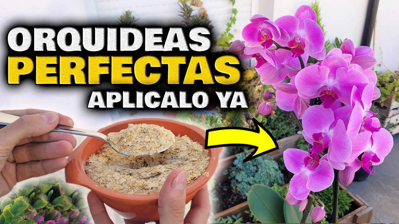 ¡MILES de FLORES de ORQUIDEAS! Fertilizante y Abono Casero para Floración de Plantas de Orquídeas