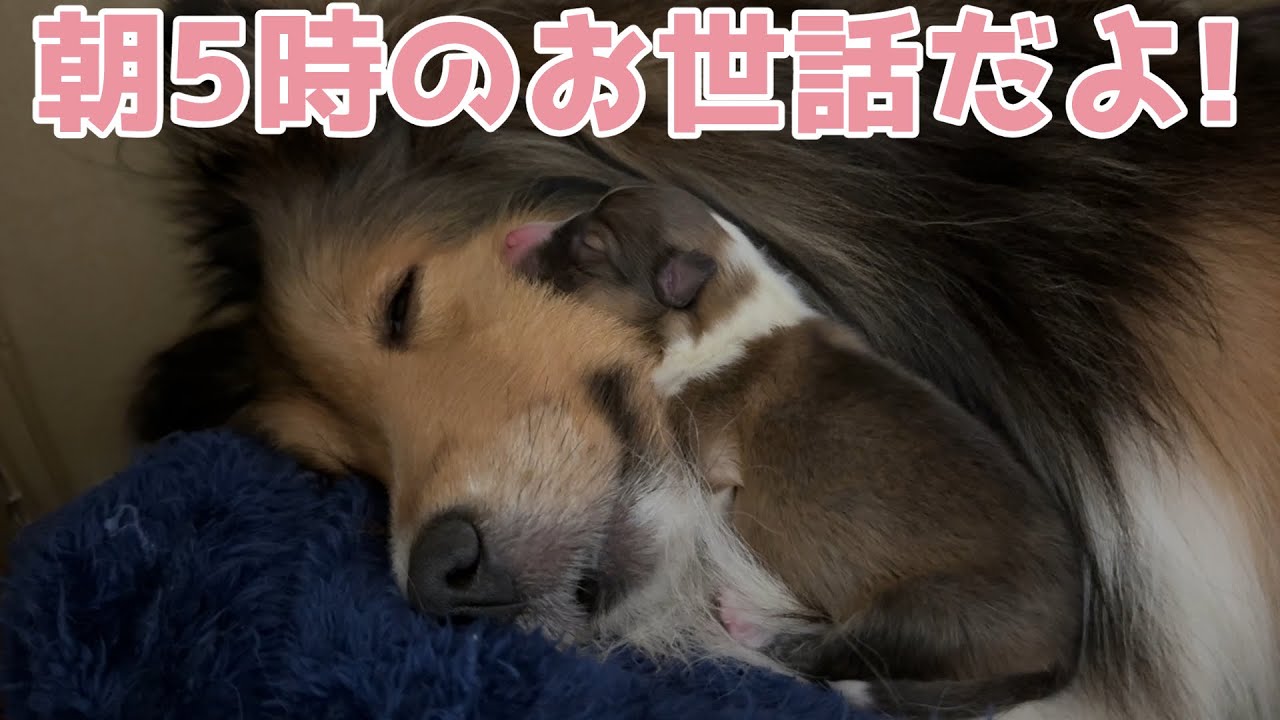 【シェルティ】朝5時のお世話だよ🐾【可愛すぎるねぇ】