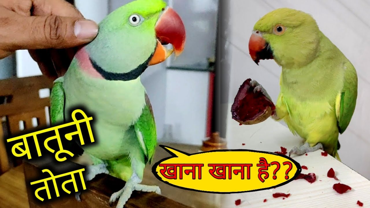 Pablo Batuni Parrot Nahi Mitthi ko Bolna shikha raha Hai