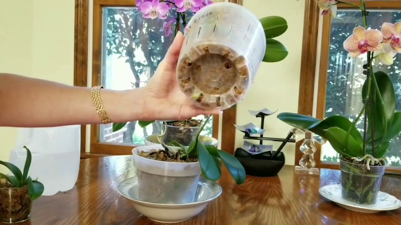 Watch me water my phalenopsis orchids in moss and bark.