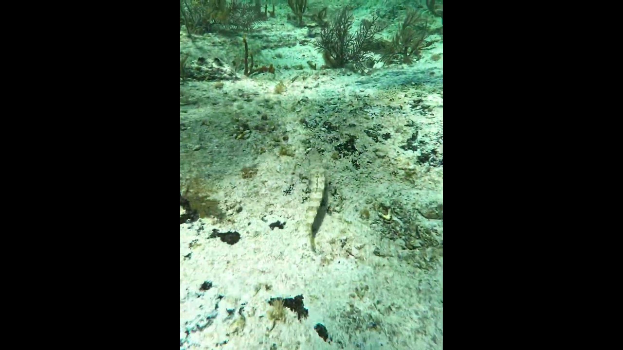Lizardfish/Sand diver #fish #lizardfish #underwater #seabottom #pez