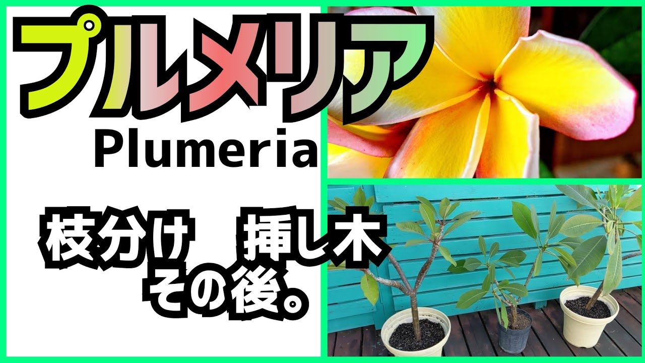 【完璧】プルメリアの挿し木、枝分けのその後。増やし方　庭造り　Purumeria ★Slowlife★Gardenmaking★Garden renovati★