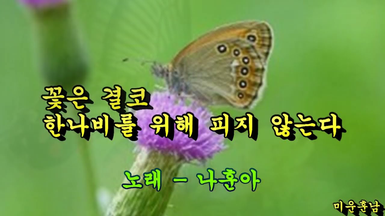 꽃은 결코 한나비를 위해 피지 않는다   나훈아