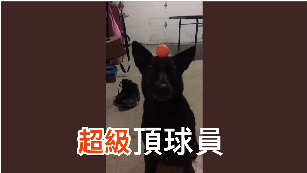 最佳黑狗頂球員/台灣犬超厲害 My Formosan Mountain Dog ( Taiwan Dog) could be a good goalkeeper #Shorts