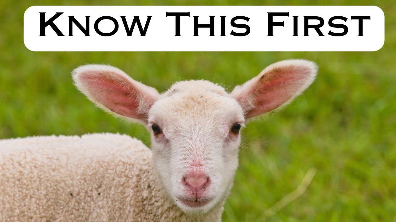 5 Tough Lessons Learned from Lambing Season