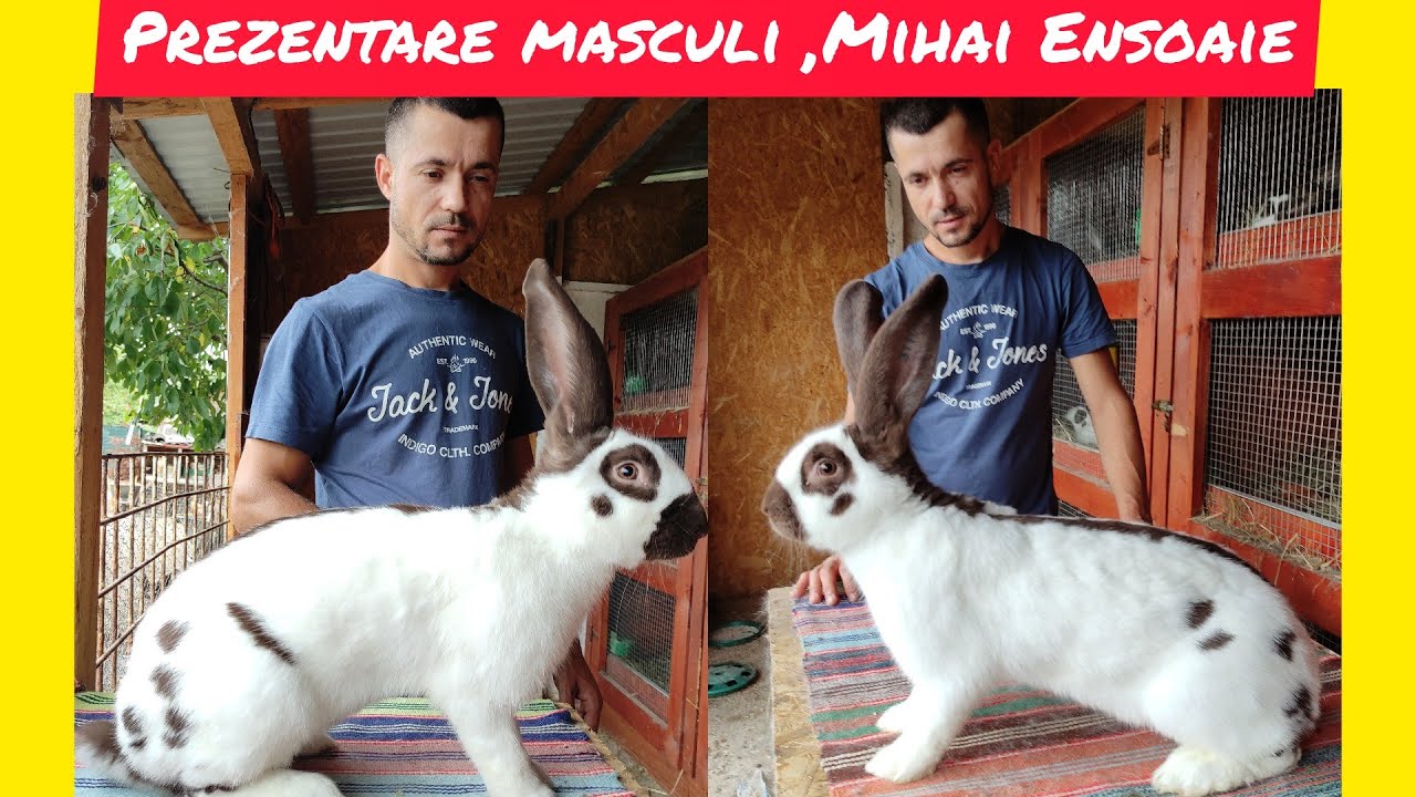 Vizita Mihai Ensoaie , prezentare matca masculi havana și alb negru 👍🥰🐰🆕