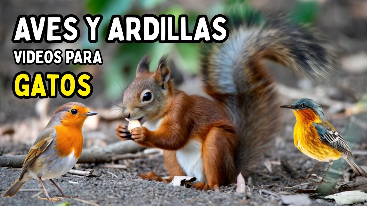Video para gatos - #aves  #ardillas  #gatos