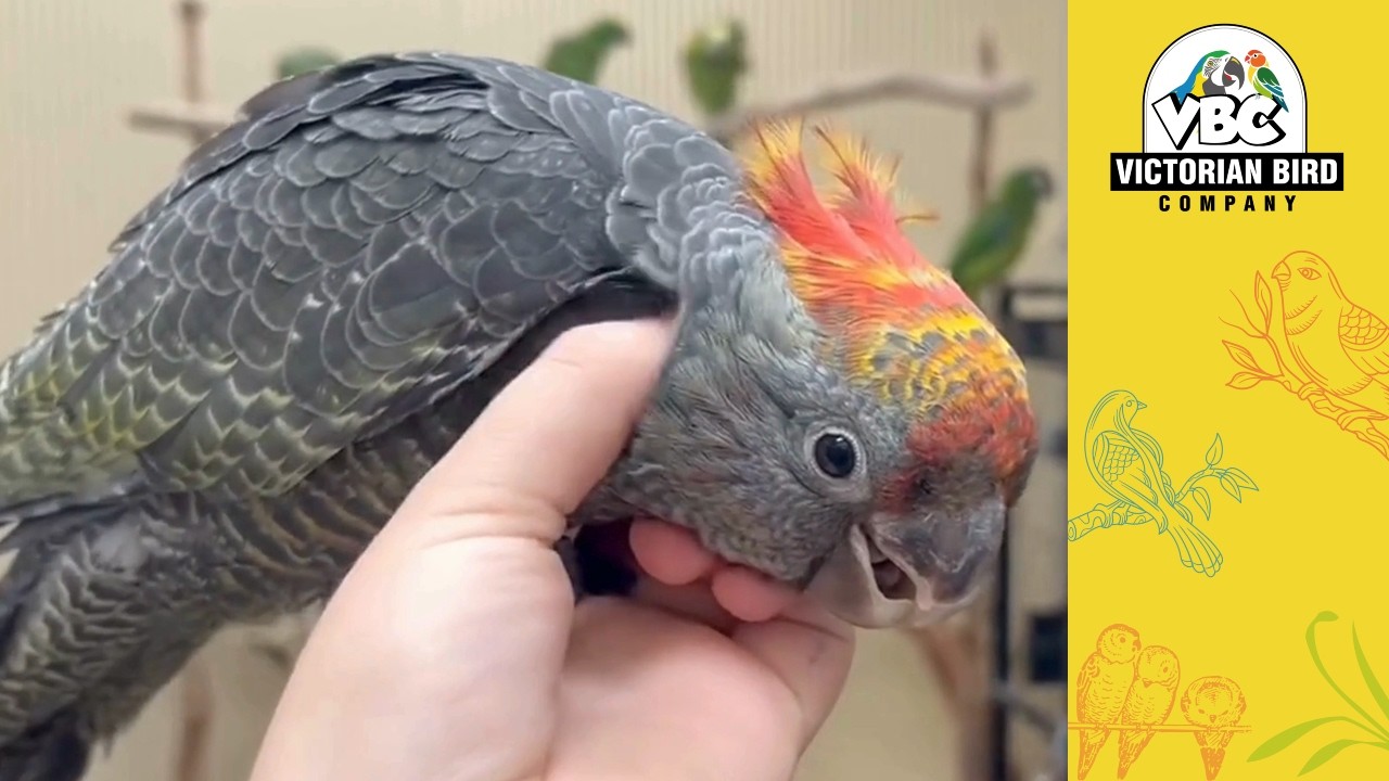 Current Hand Reared Parrots | Victorian Bird Co Hoppers Crossing | 12/03/26