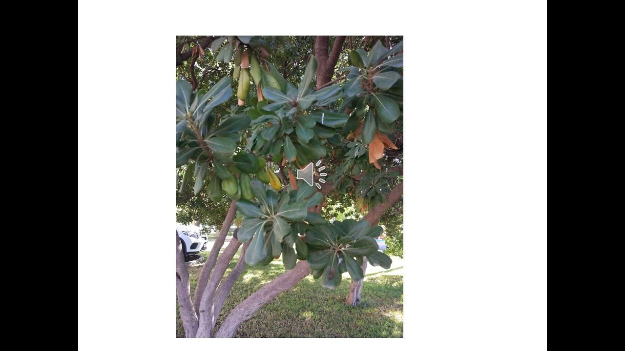 Ficha nº35 Pittosporum tobira
