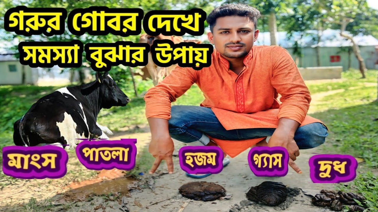 গরুর গোবর দেখে সমস্যা বুঝার উপায় | গরুর গোবর দেখে রোগ নির্ণয় পদ্ধতি 🐄