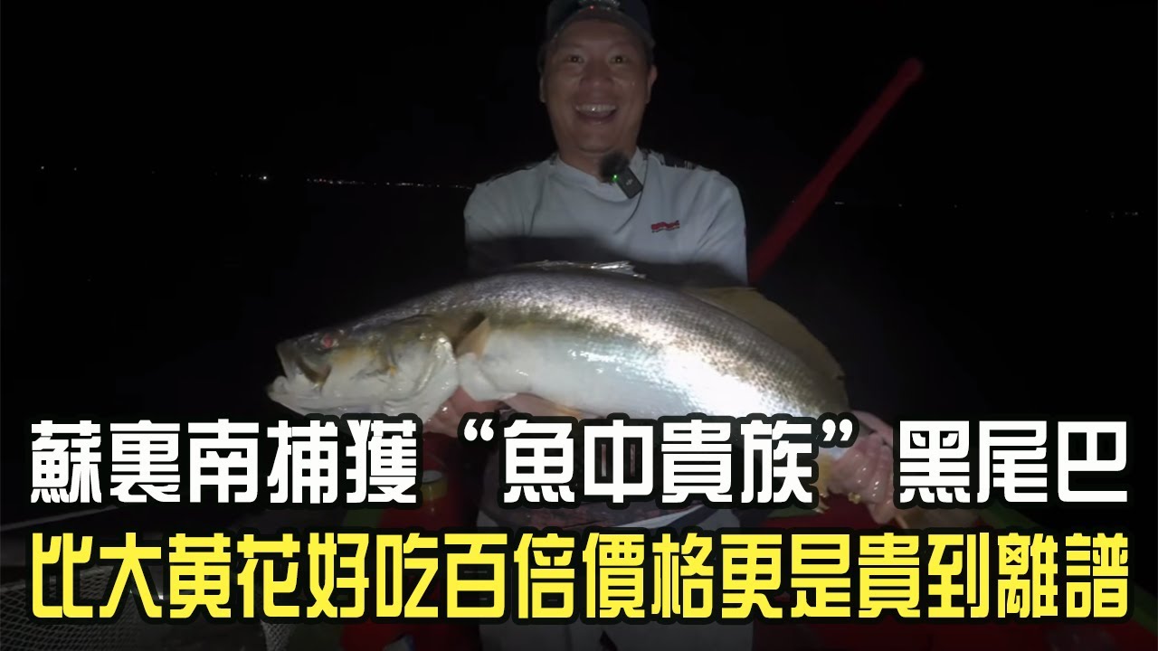 蘇裏南捕獲“魚中貴族”黑尾巴，比大黃花好吃百倍價格更是貴到離譜#阿牛愛捕魚 #蘇裏南 #趕海 #熱門