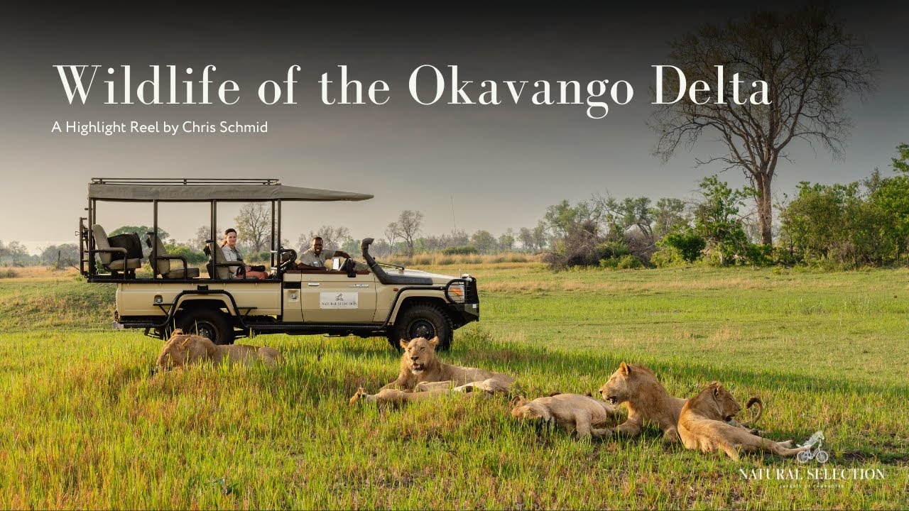Wildlife of the Okavango Delta