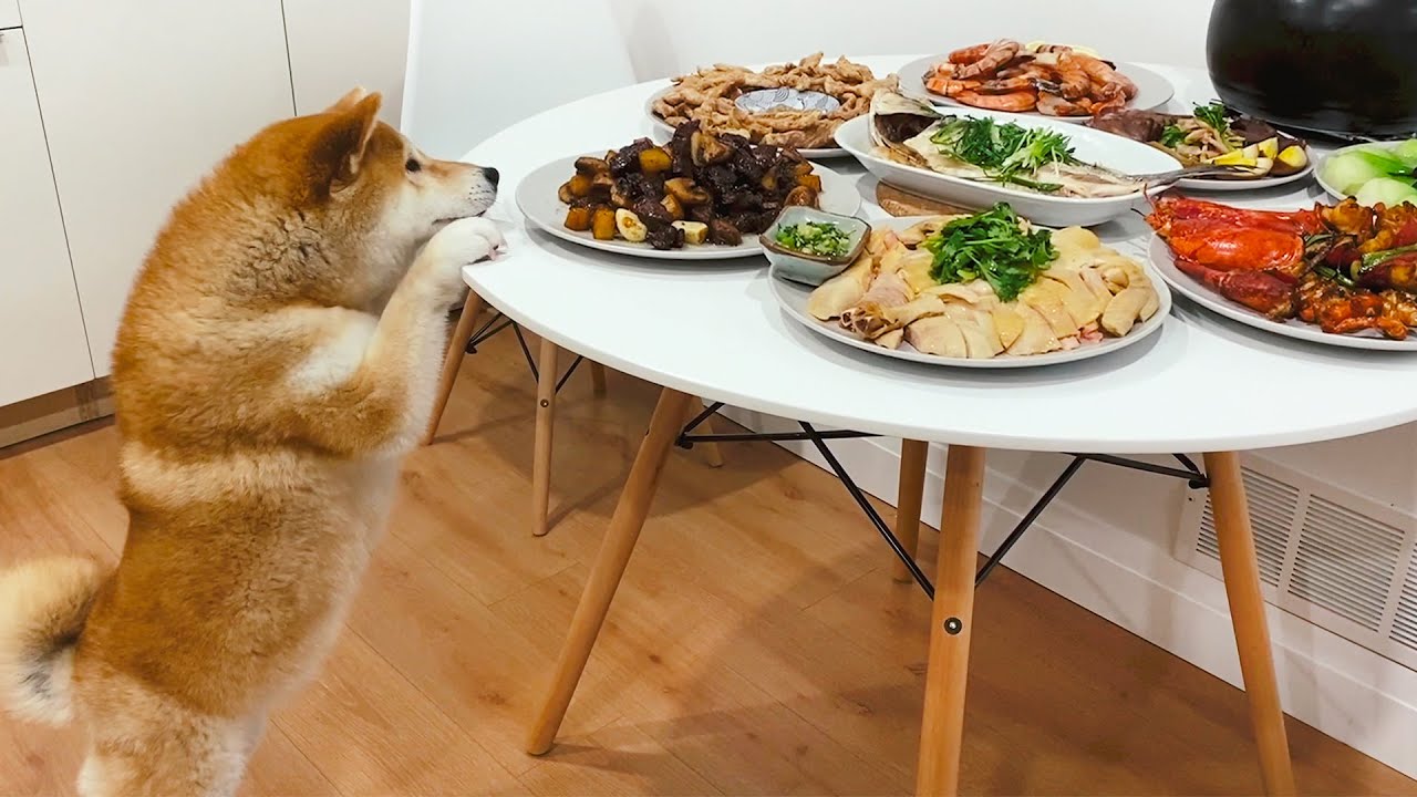 小狗狗能有什麼壞心思呢，就是想吃口年夜飯