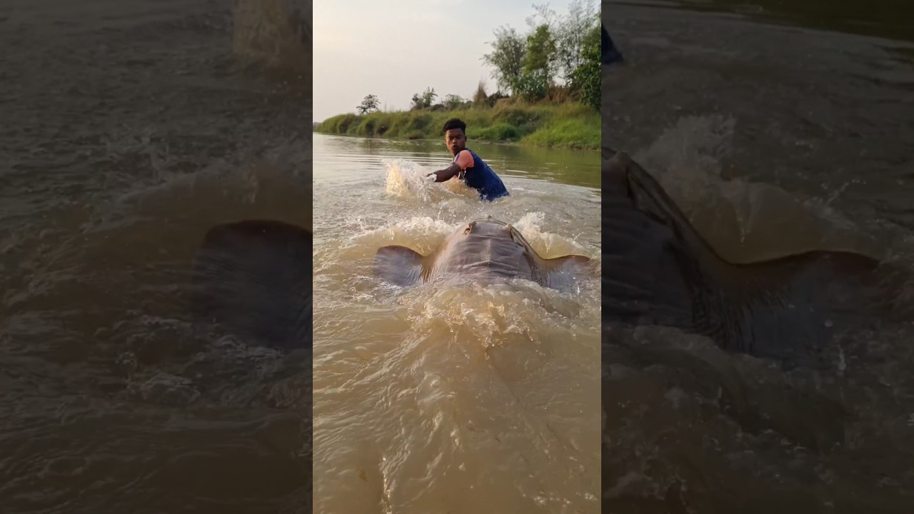 wow amazing Fishing video in the river. Best fishing deep water. #fish #fishing #reel #short
