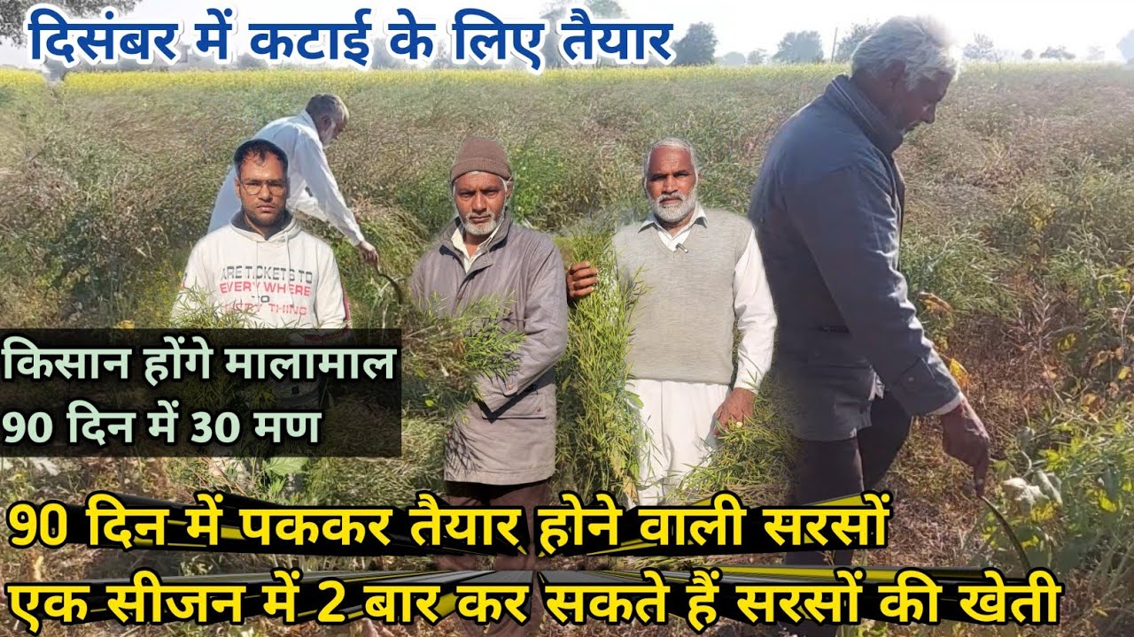 दिसंबर में कटाई के लिए तैयार सरसों👍90 दिन में पकने वाली सरसों ,एक सीजन में दो बार उगा सकते हैं Sarso