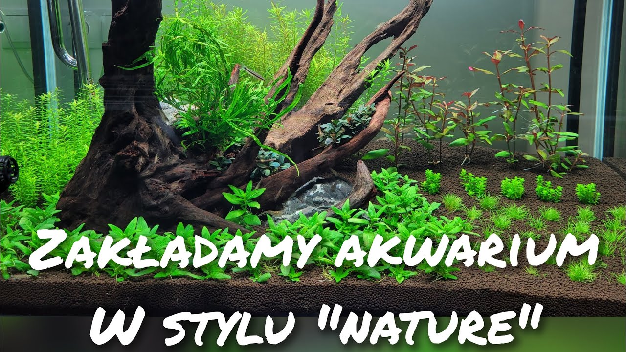 Zakładamy akwarium w stylu 