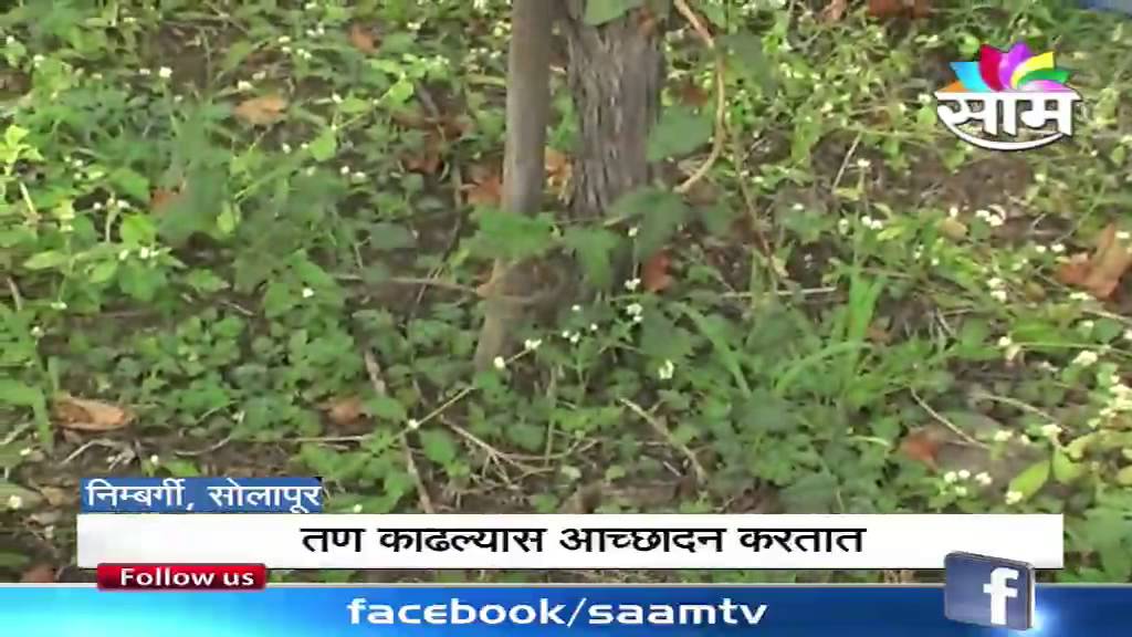 Birajdar's grapes farm a model for other: Dr. Havinale, Solapur, MRDBS