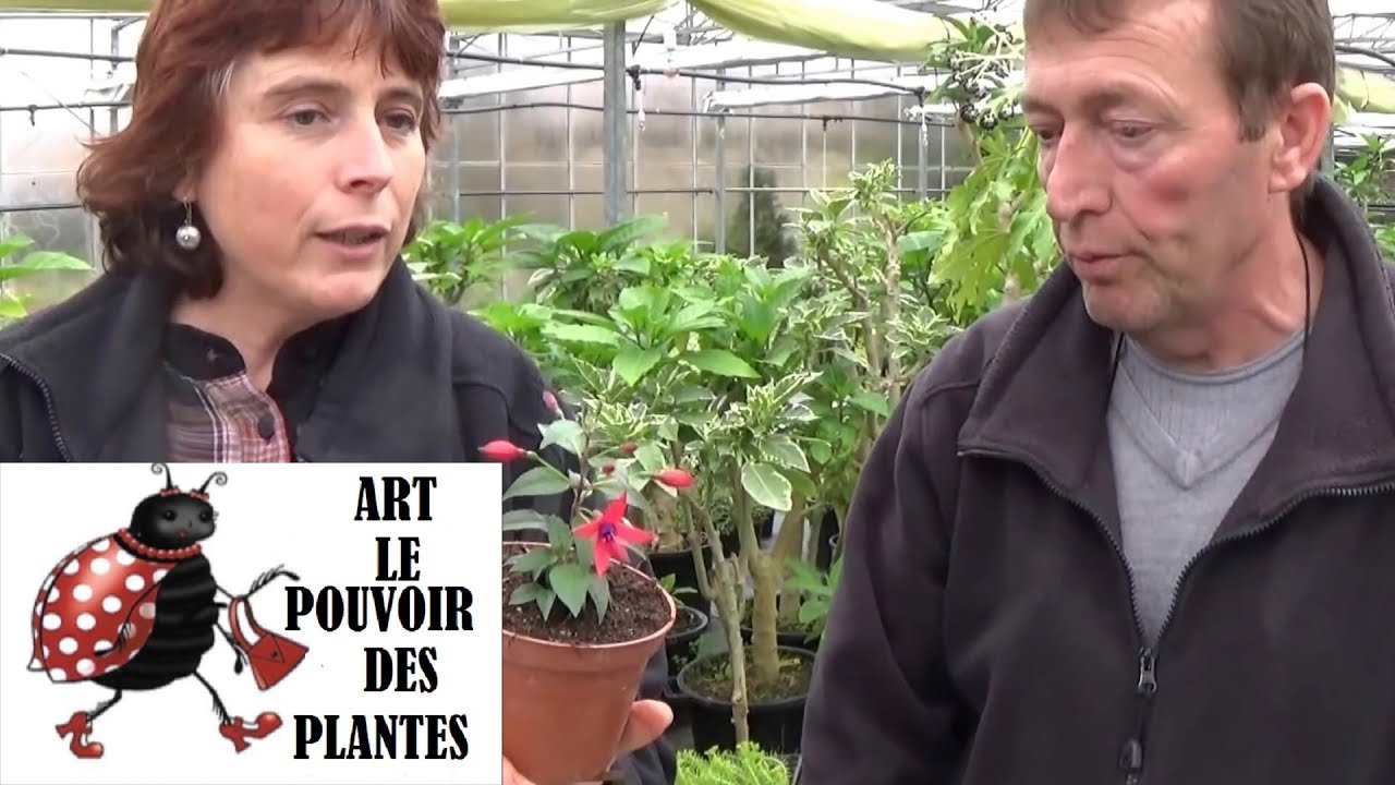 Jardinage:Comment bouturer du fuchsia: Plante annuelle