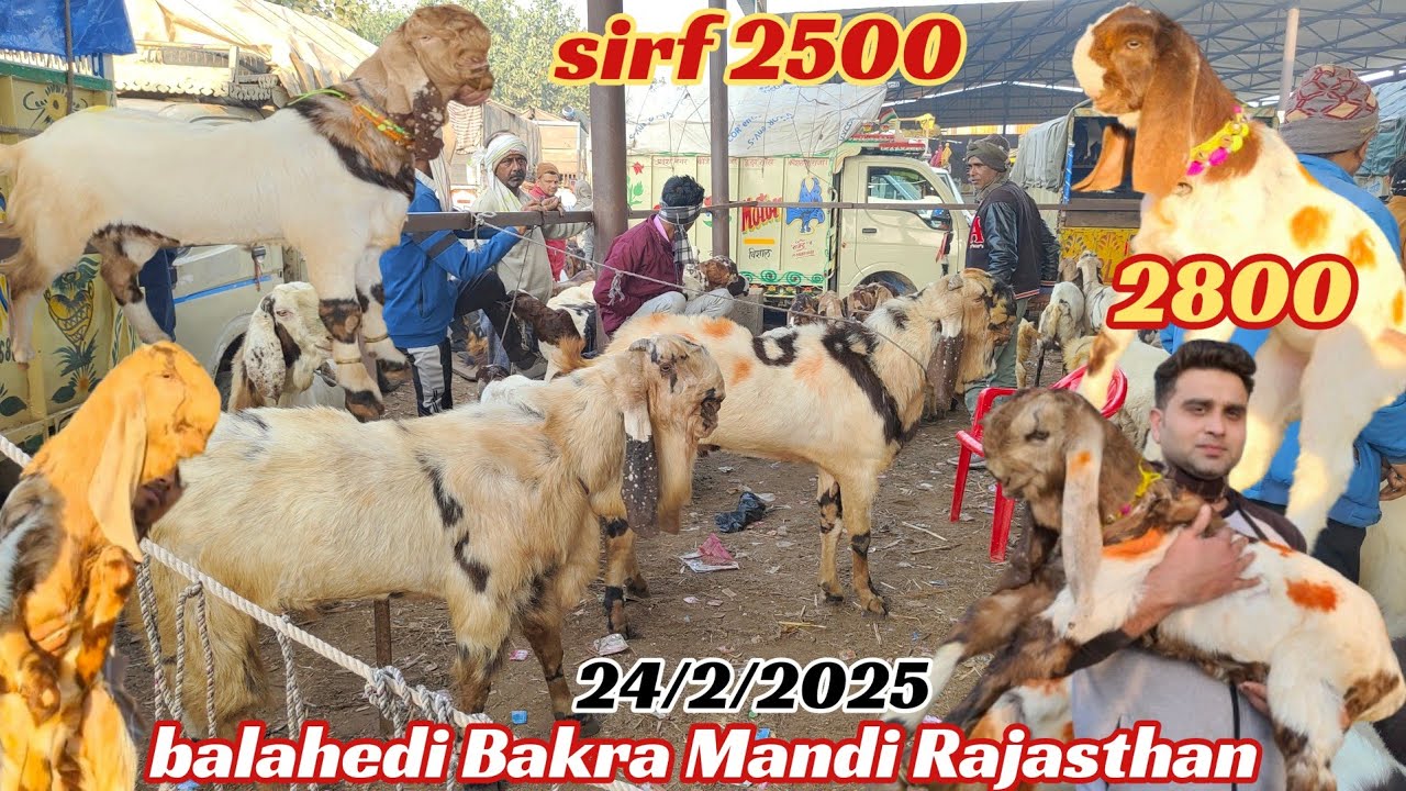 balahedi Bakra Mandi live update 24/2/2025 Rajasthan Ki Sabse Badi Bakra Mandi