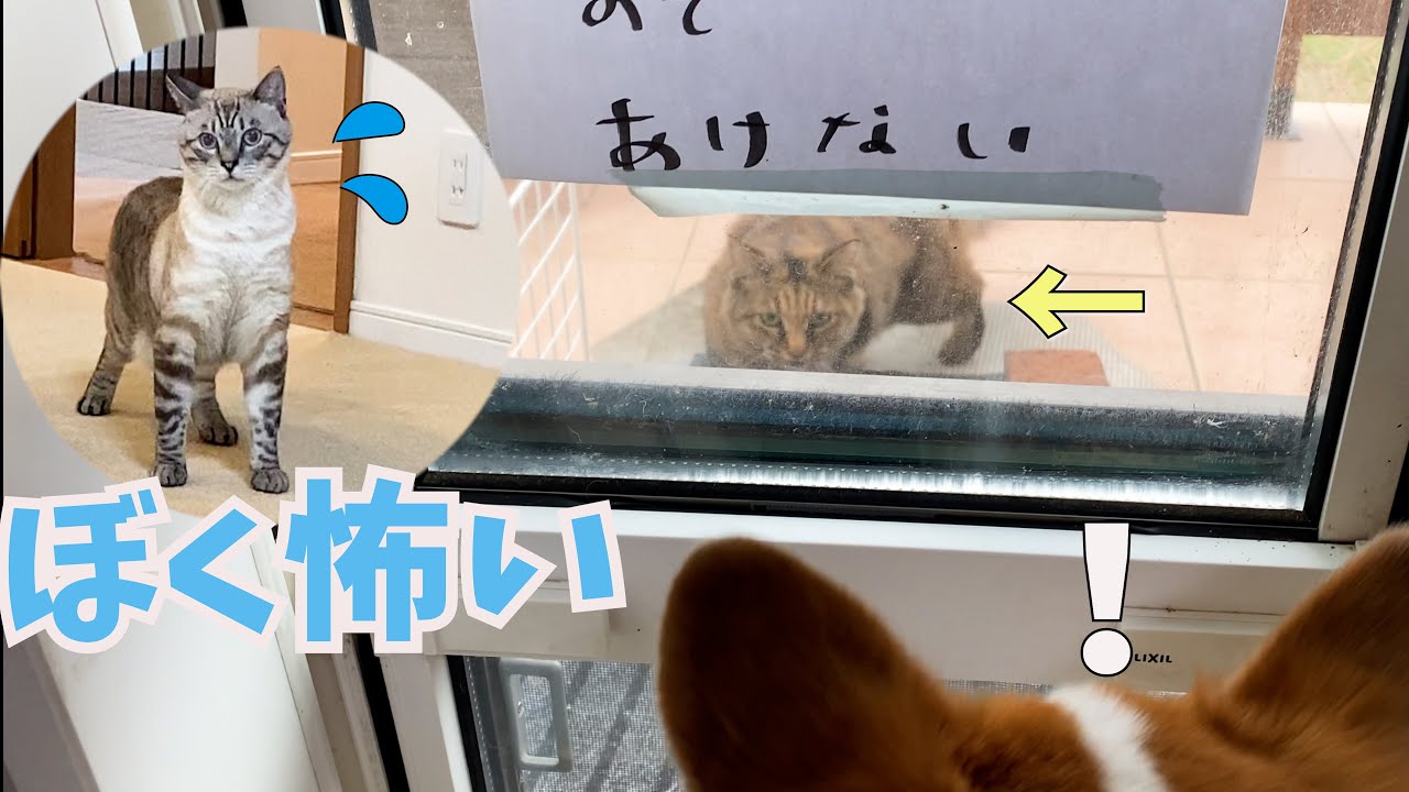 突然の侵入者に犬と猫がこうなりました！