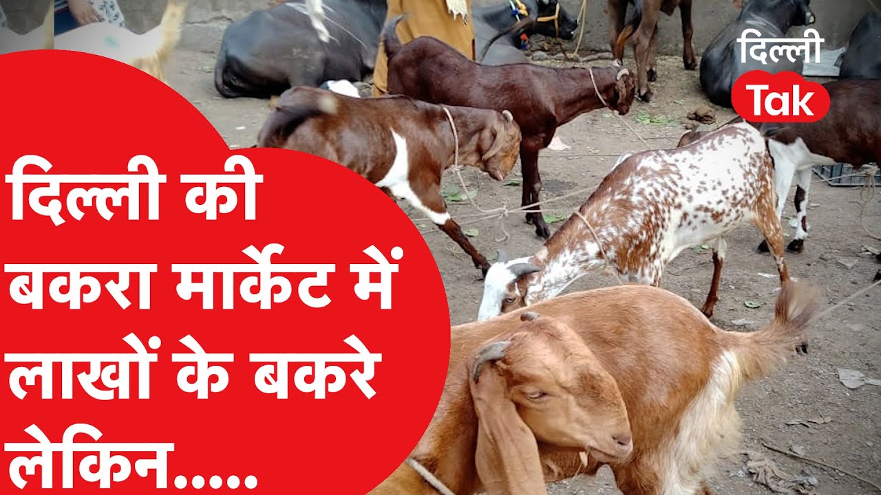 EID: दिल्ली की बकरा मार्केट में बिकने के लिए लाखों के बकरे लेकिन..|Dilli Tak