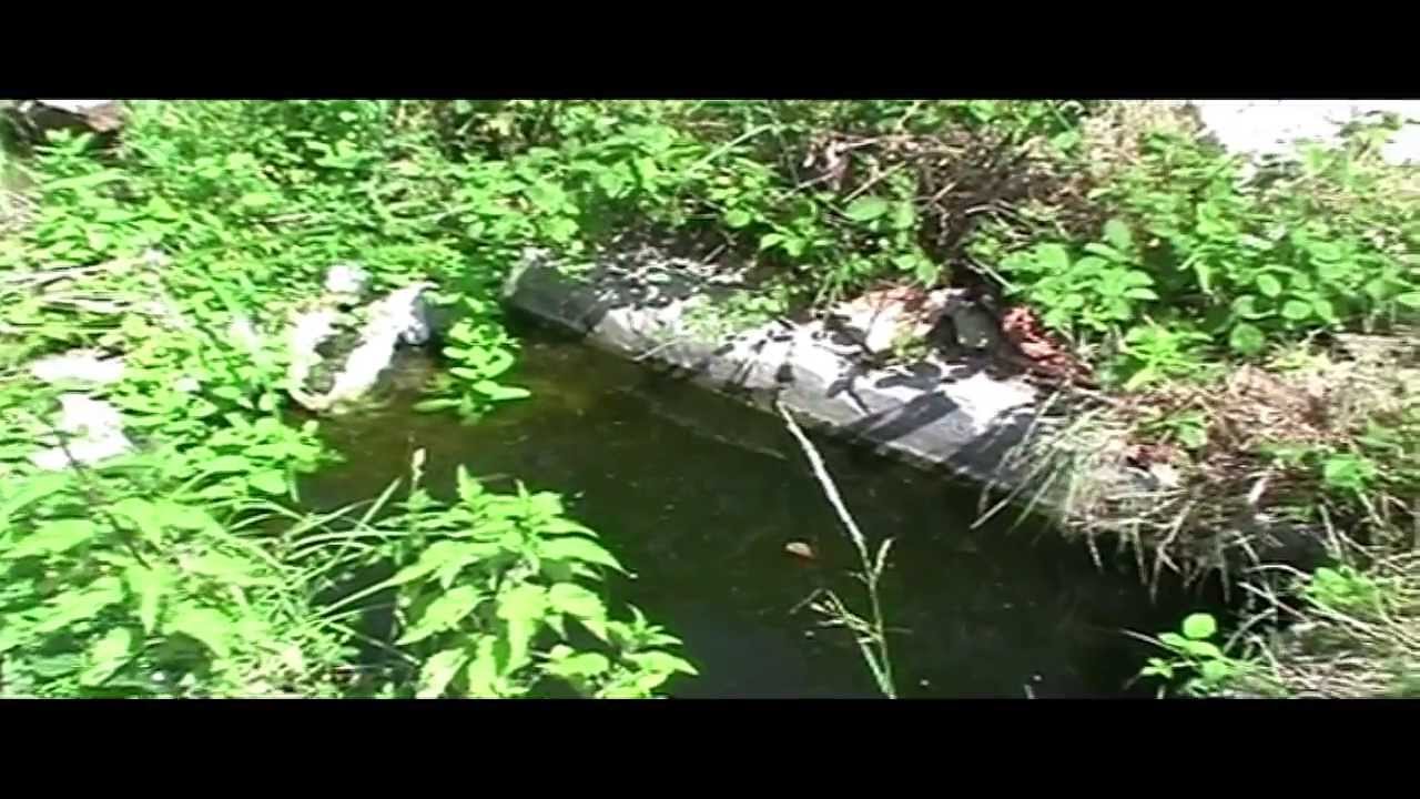 How I built my frog pond