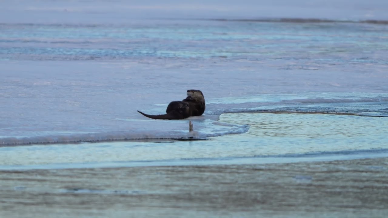 North American River Otter