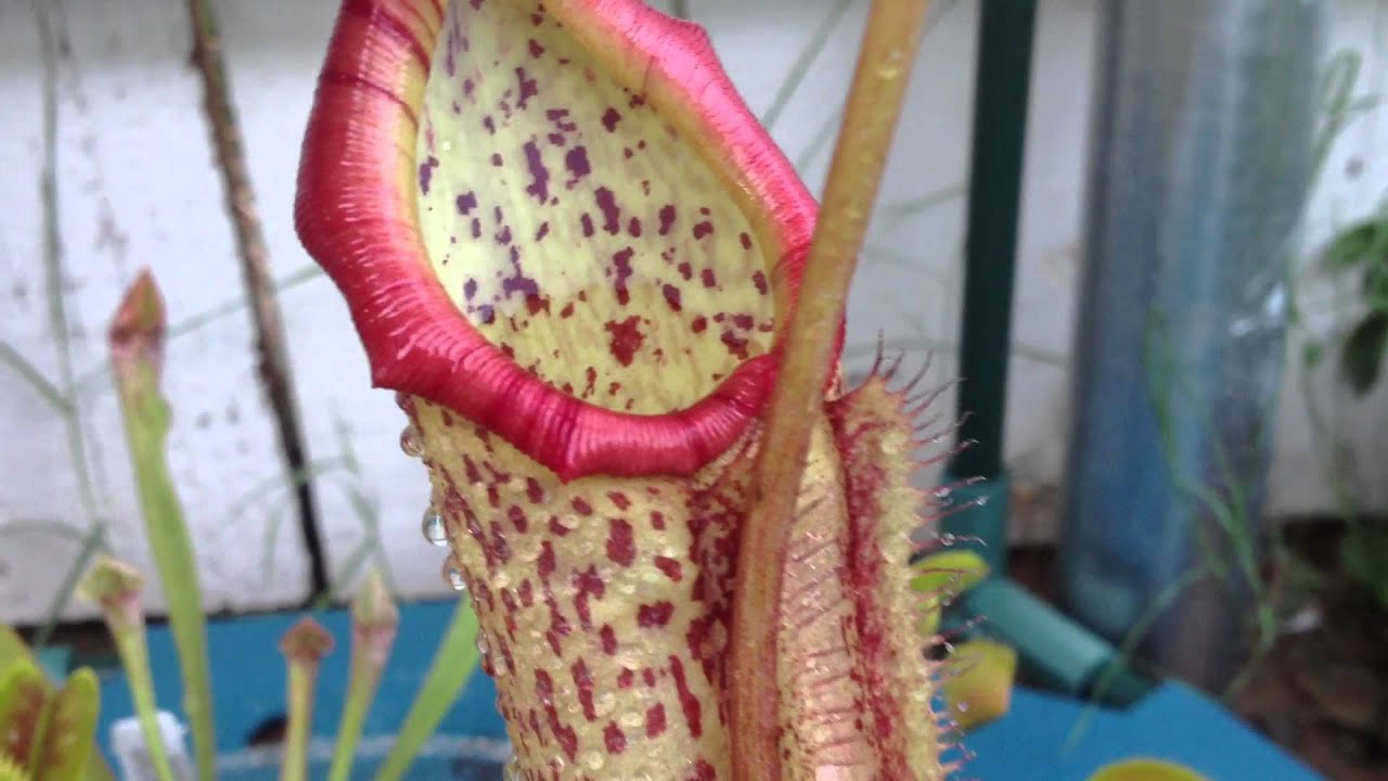 Nepenthes Miranda Hybrid Update!