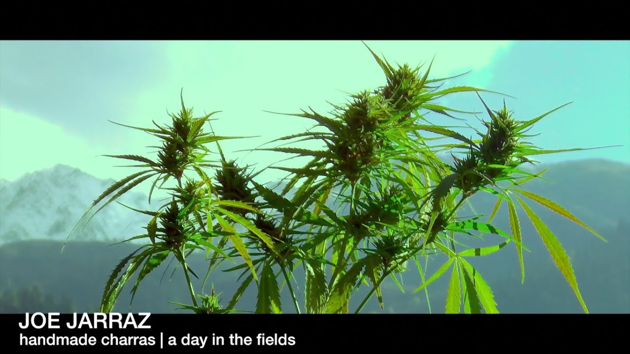IndianCharras | a day in the fields | Himalaya Cooking Show