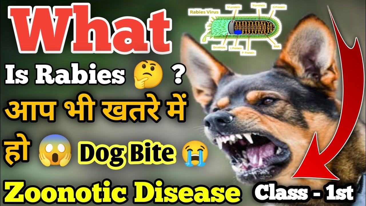 What is Rabies 🤔 ? डॉग में रेबीज क्या होता है ? || Rabies Seris - 1st || Zoonotic Disease Of Dogs