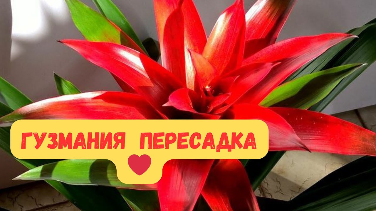 Гузмания пересадка#guzm&aacute;n #гузмания #гузманияпересадка#гузманияуход#цветыдлядома