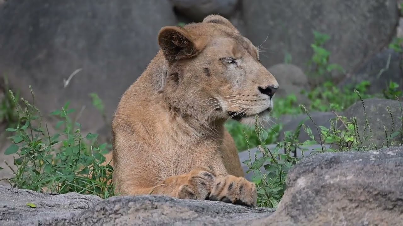 とべ動物園  クレイ ２０２４年９月最後のお出まし