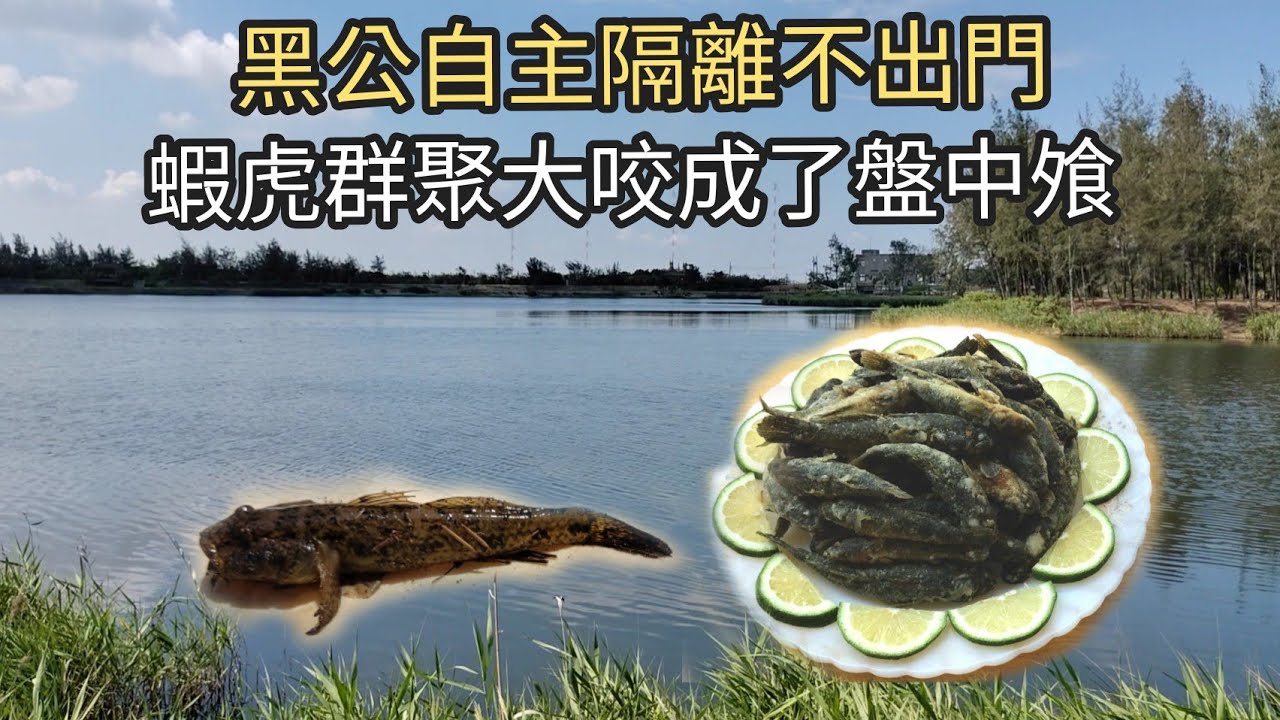 黑公自主隔離不出門，蝦虎儍儍的群聚大咬成了盤中飧（五十七集）