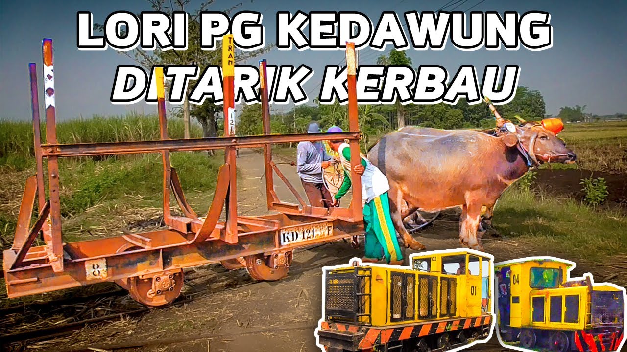 KERETA LORI DITARIK KERBAU!! PERTAMA KALI HUNTING LORI TEBU Pabrik Gula Kedawung, Pasuruan