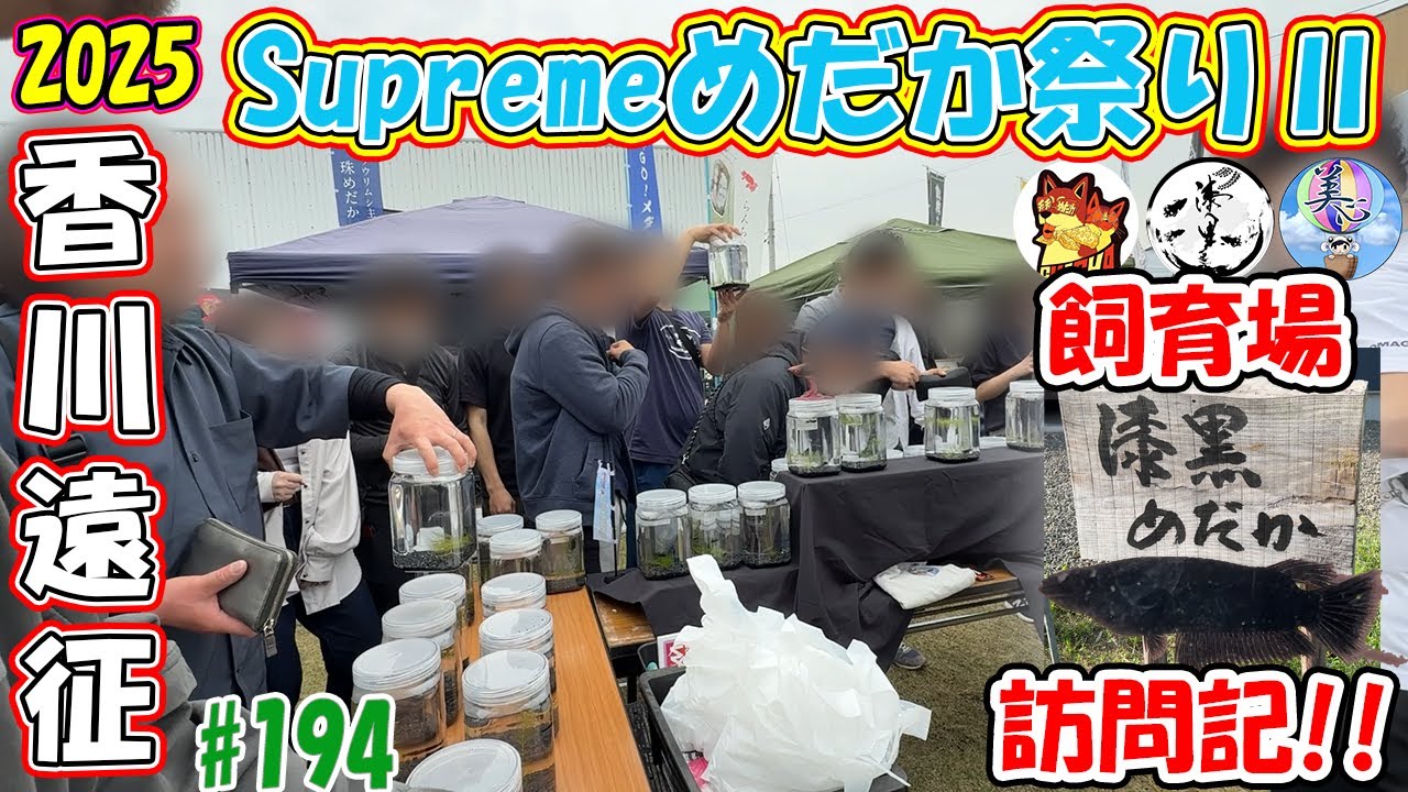 香川イベント大盛況！【黒を極めし男　漆黒めだかさんのブリード場がヤバすぎ】 ＃１９４ ～美心めだか～