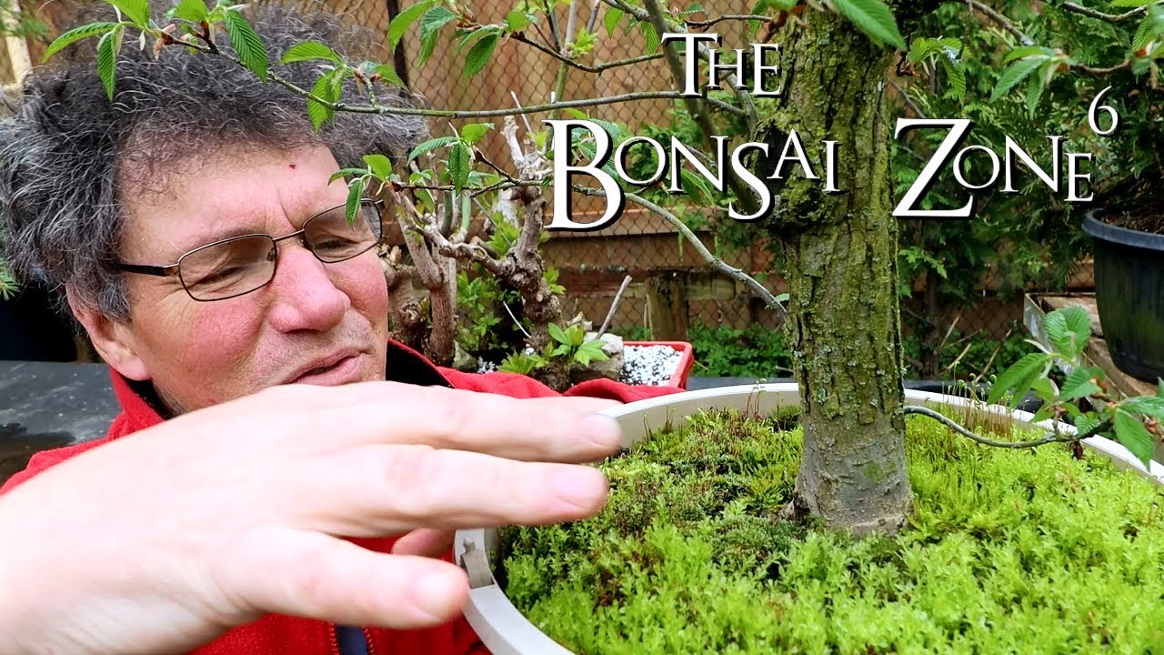 My smaller American Elm Bonsai, The Bonsai Zone, May 2019