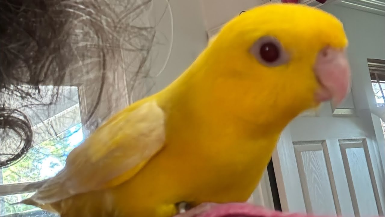Best Pet 🦜 Parrot- After Over 30 Species! #parrot_bliss #birds Linnie&rsquo;s