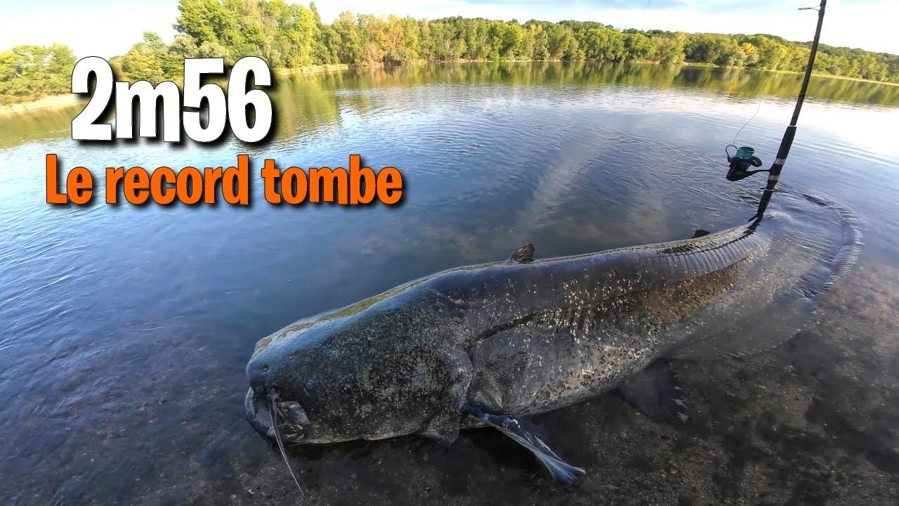 PÊCHE RECORD en Loire : SILURE 2m56 du bord au CLONK