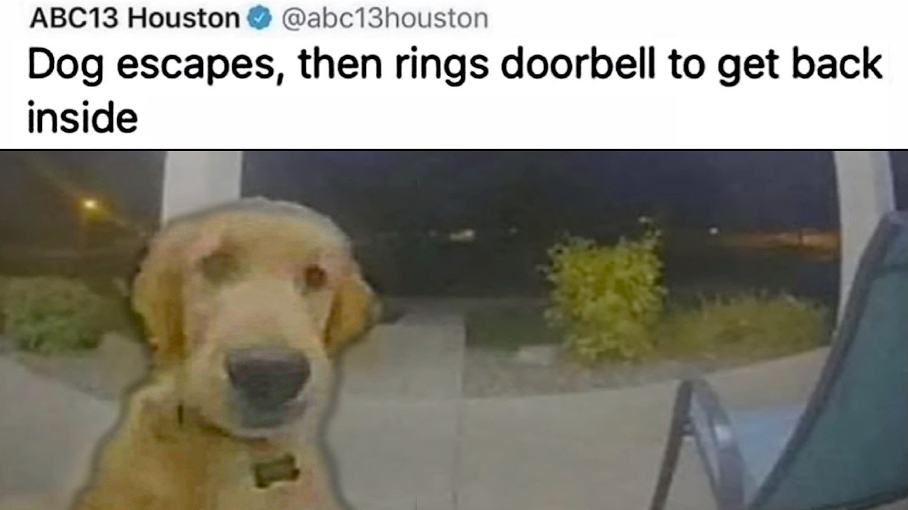 DOG MEMES
